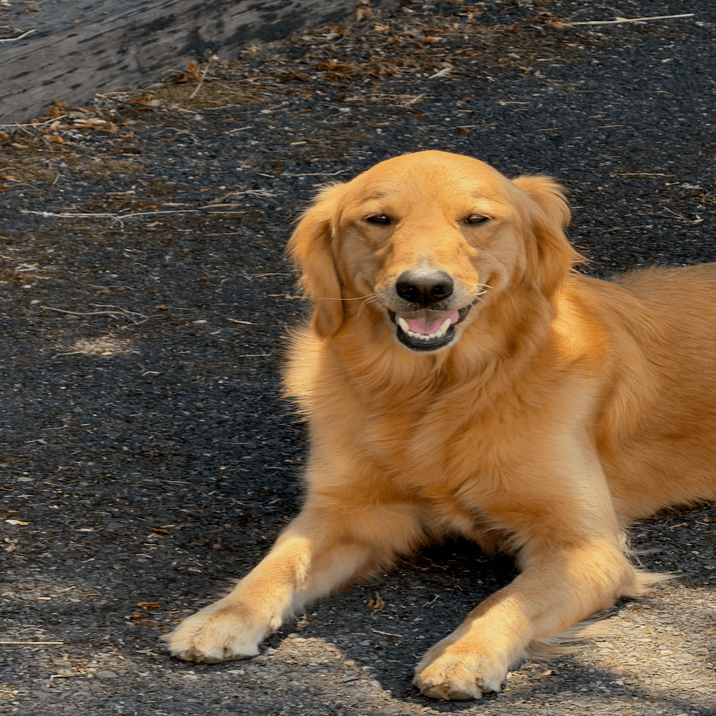 Golden Retriever Resting Outdoors digital skin preview